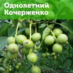 Грецкий орех Кочерженко, однолетний