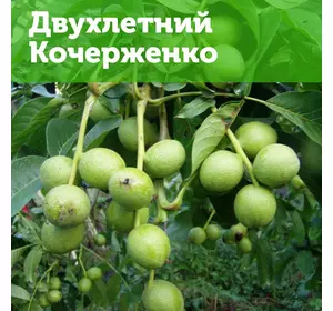 Грецкий орех Кочерженко, двухлетний